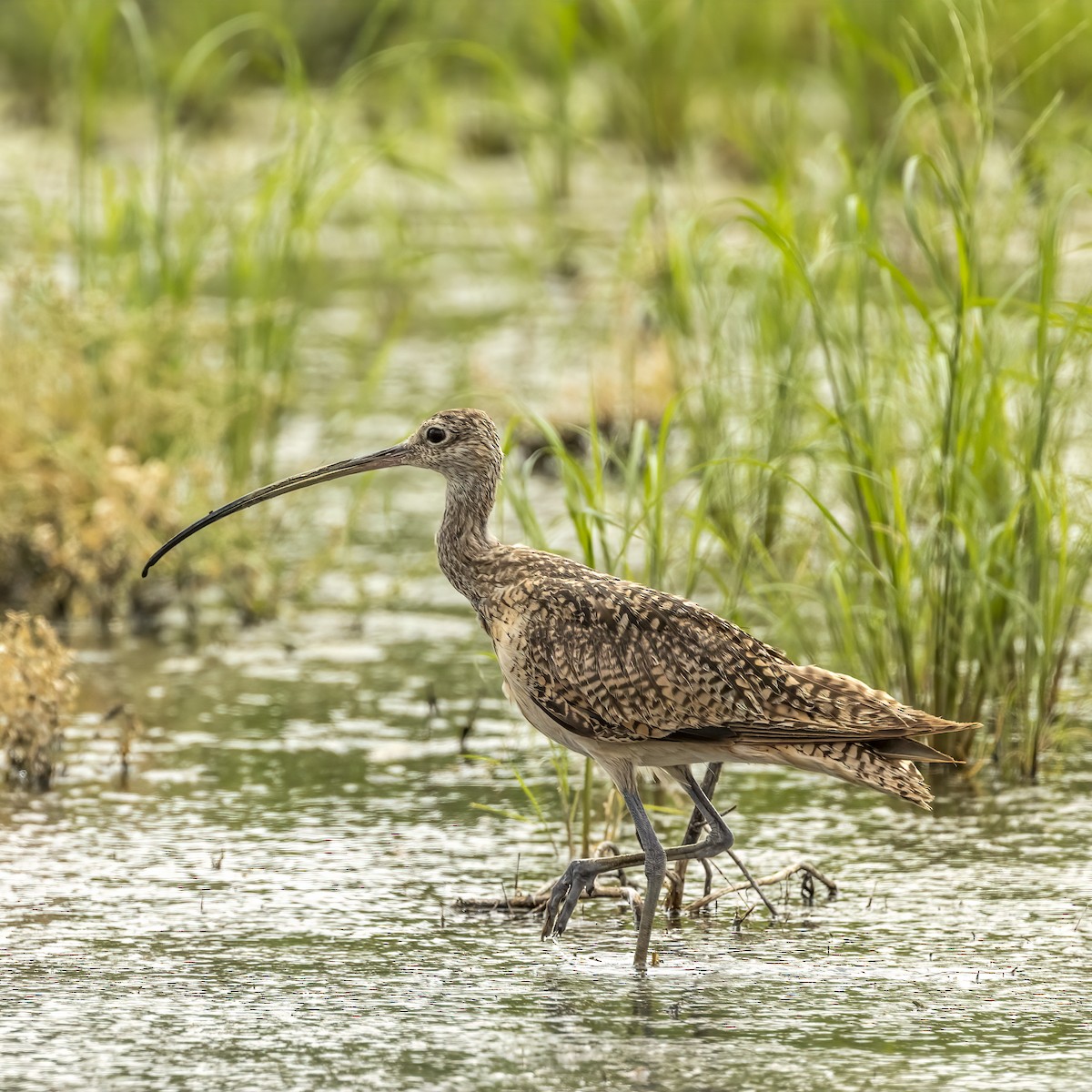 Long-billed Curlew - ML471695781