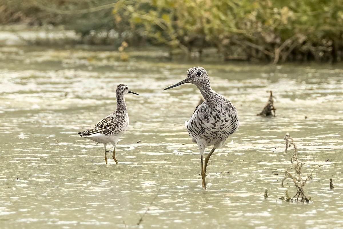 hvithalesvømmesnipe - ML471695811