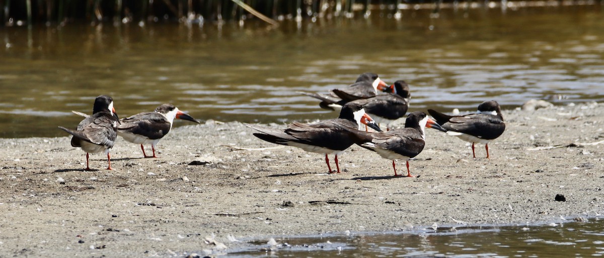 Black Skimmer - ML471697281