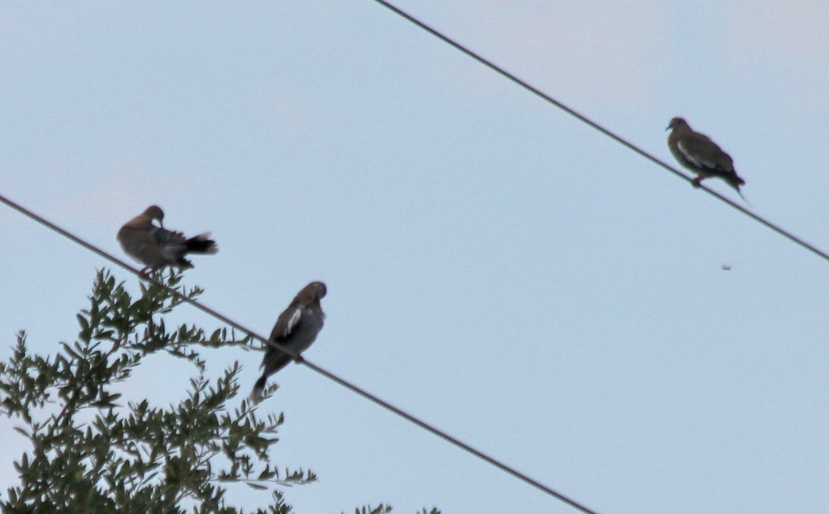 White-winged Dove - ML471697421