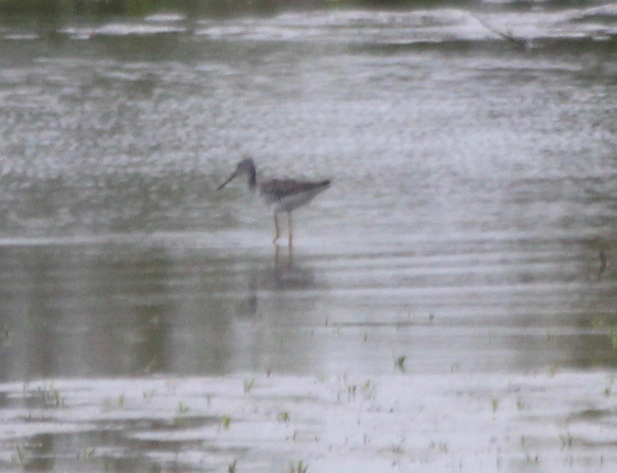 Greater Yellowlegs - ML471697521