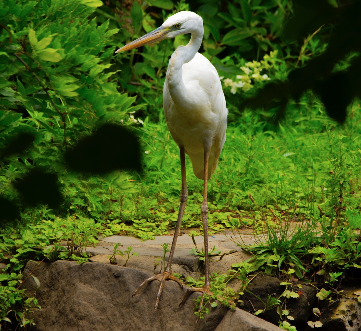 Great Blue Heron (Great White) - ML471697591