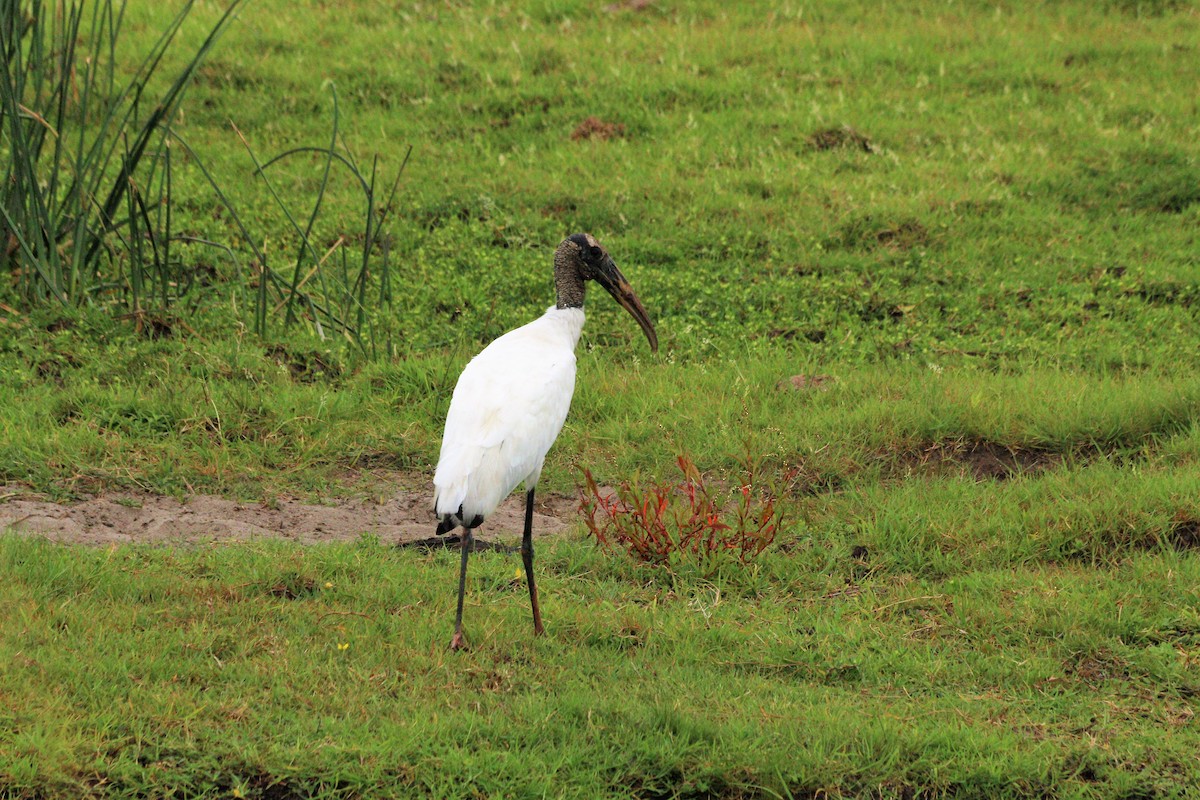 Wood Stork - Cláudio Jorge De Castro Filho