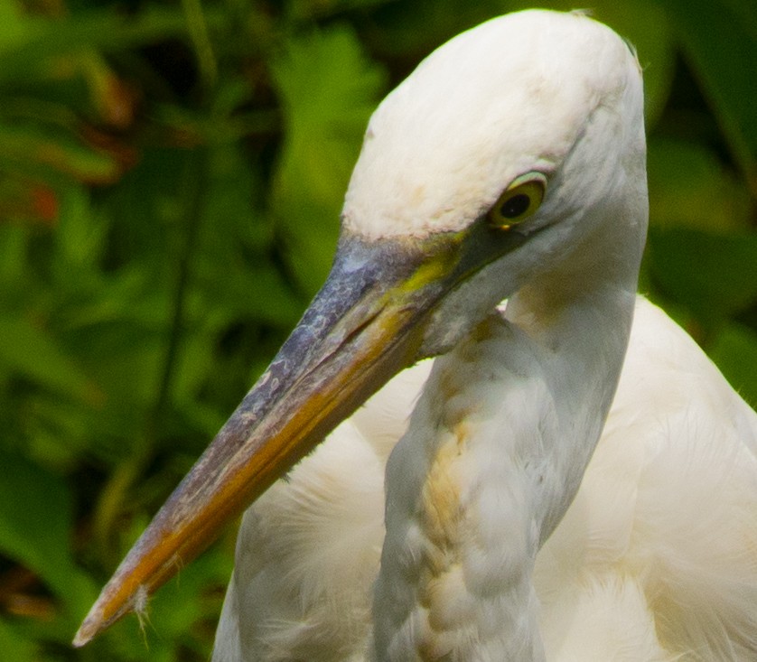 Great Blue Heron (Great White) - ML471697841
