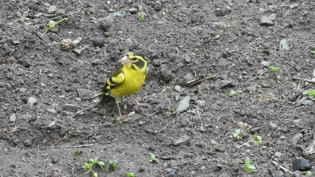 Yellow-breasted Greenfinch - ML471698271