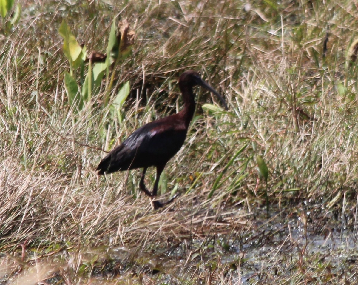 ibis americký - ML471698361