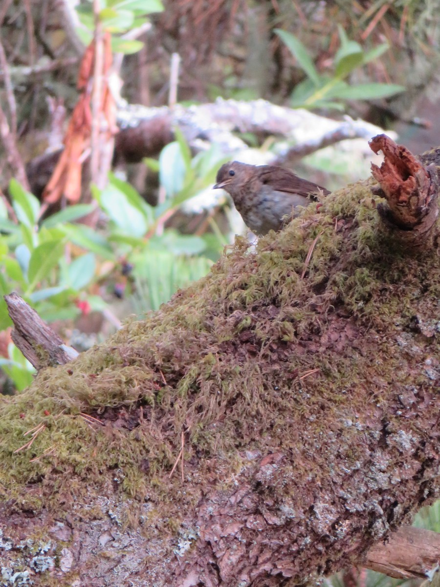 Swainson's Thrush - ML471699101