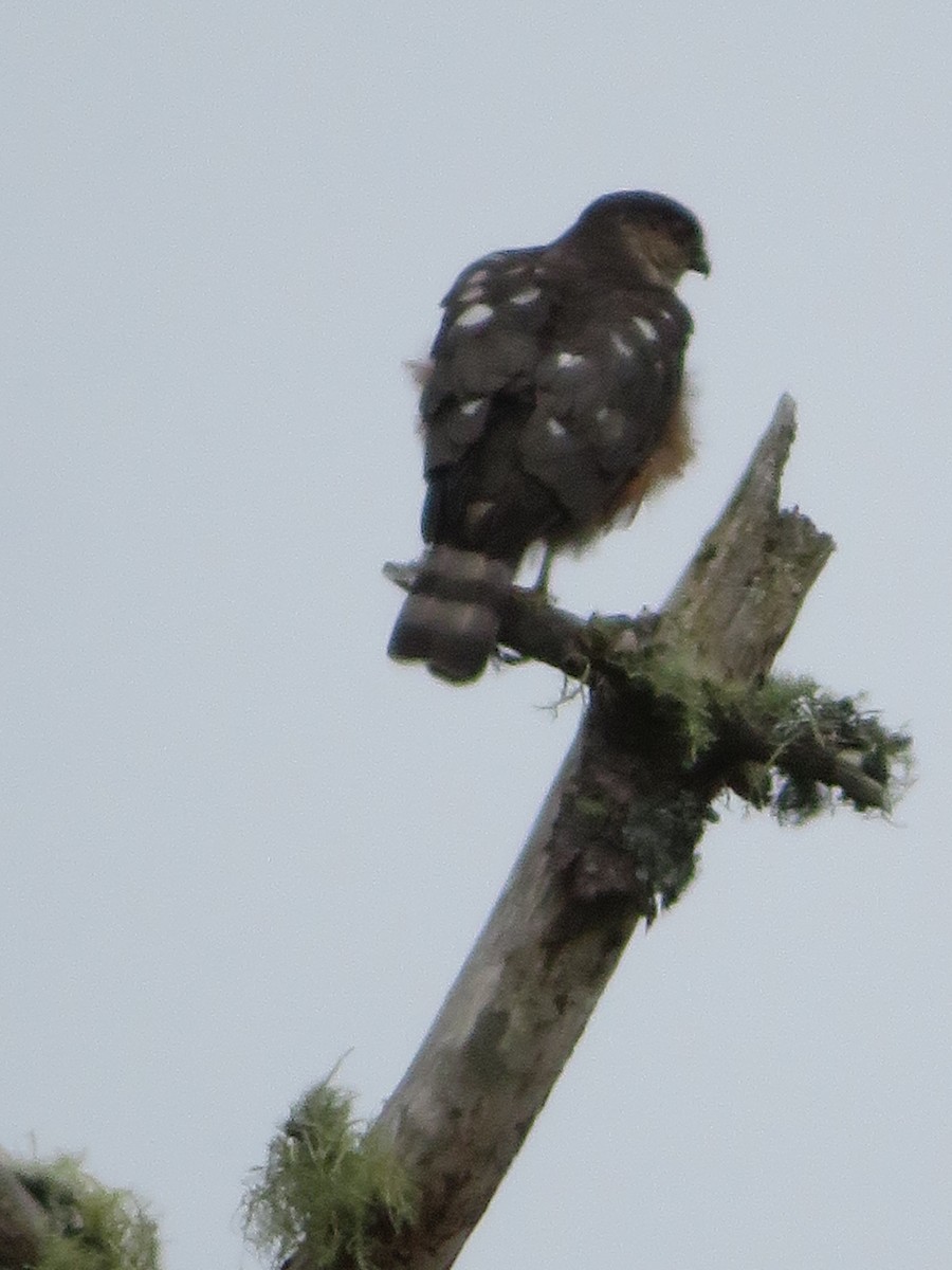 Sharp-shinned Hawk - ML471699271