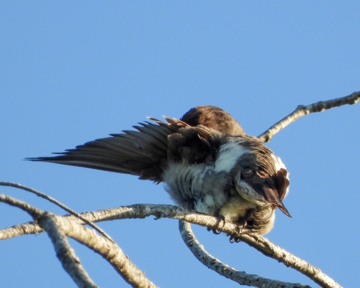 Olive-sided Flycatcher - Pam Rasmussen