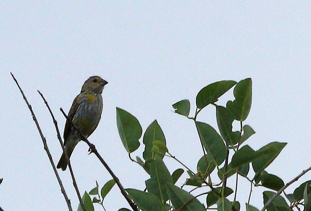 Saffron Finch - ML47170031