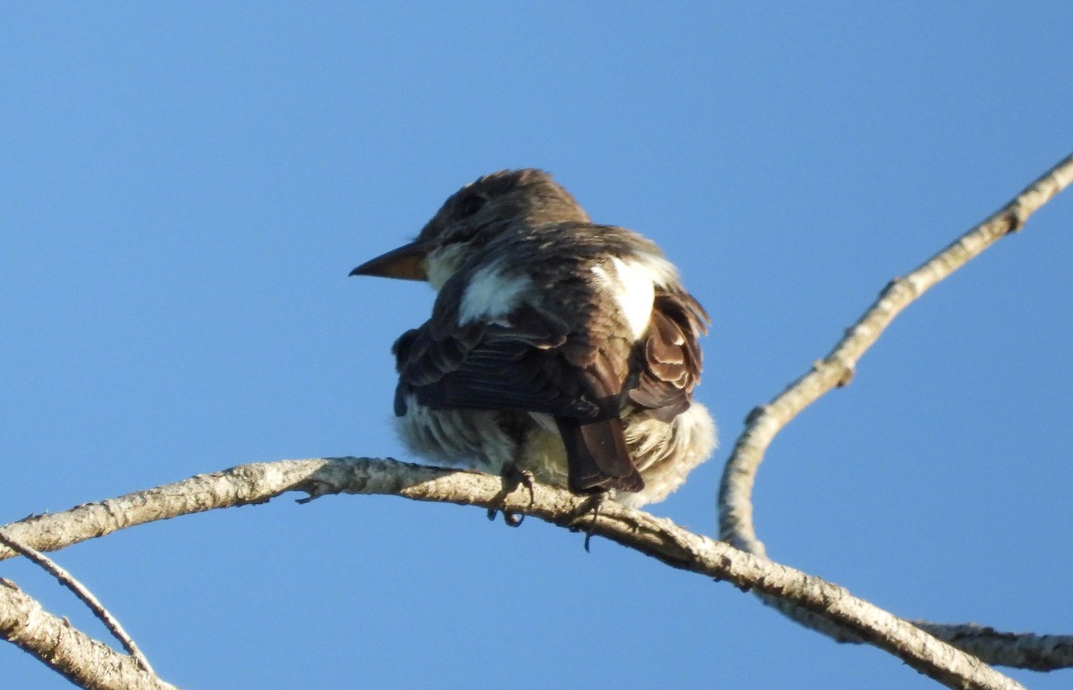 Olive-sided Flycatcher - ML471700321