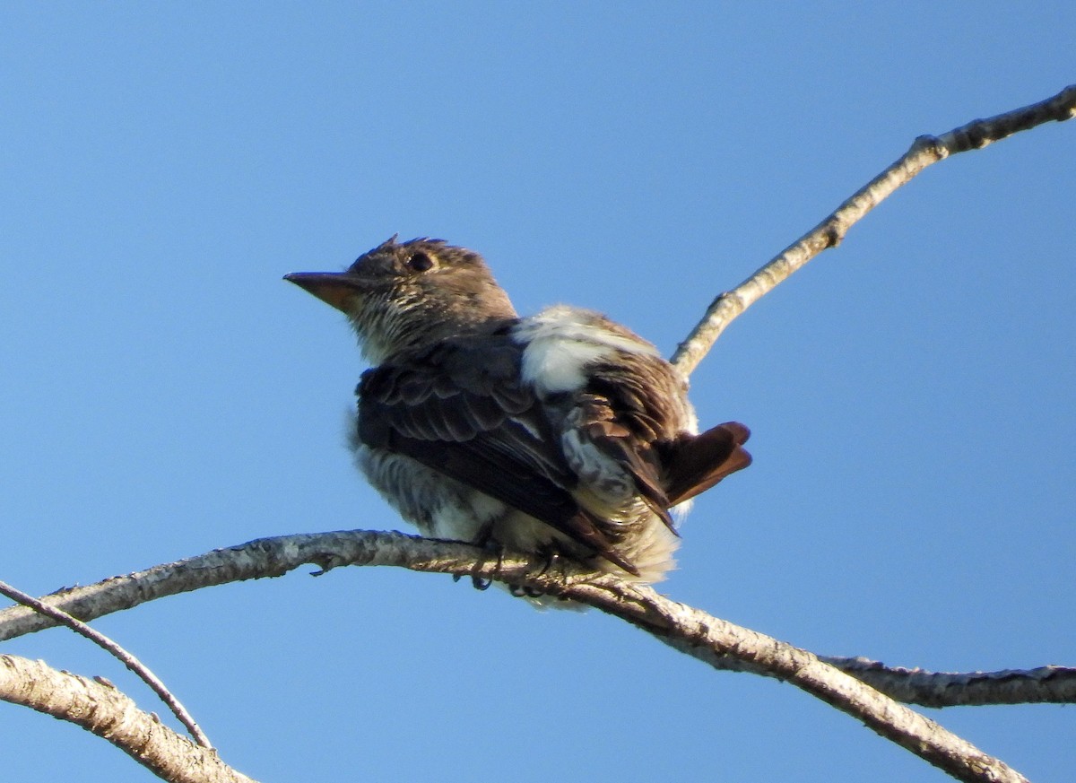 Olive-sided Flycatcher - ML471700401