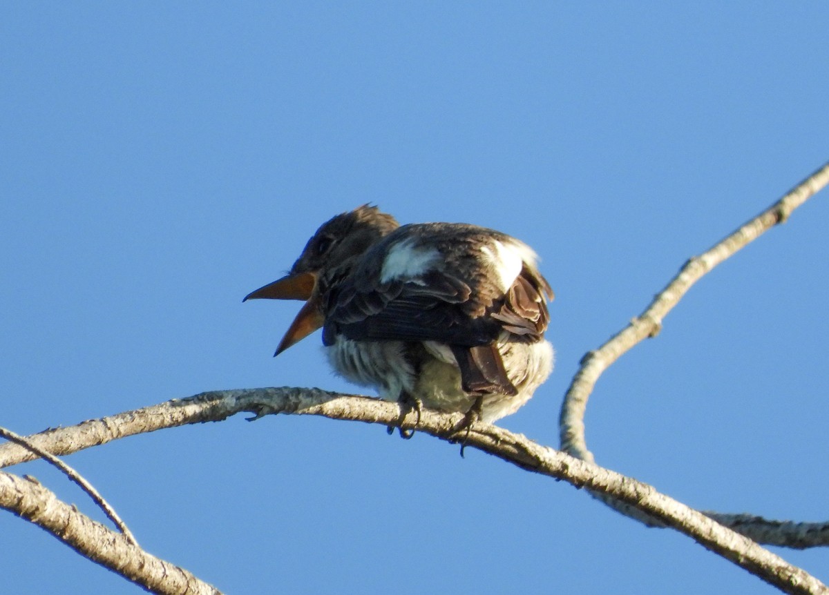 Olive-sided Flycatcher - ML471700611