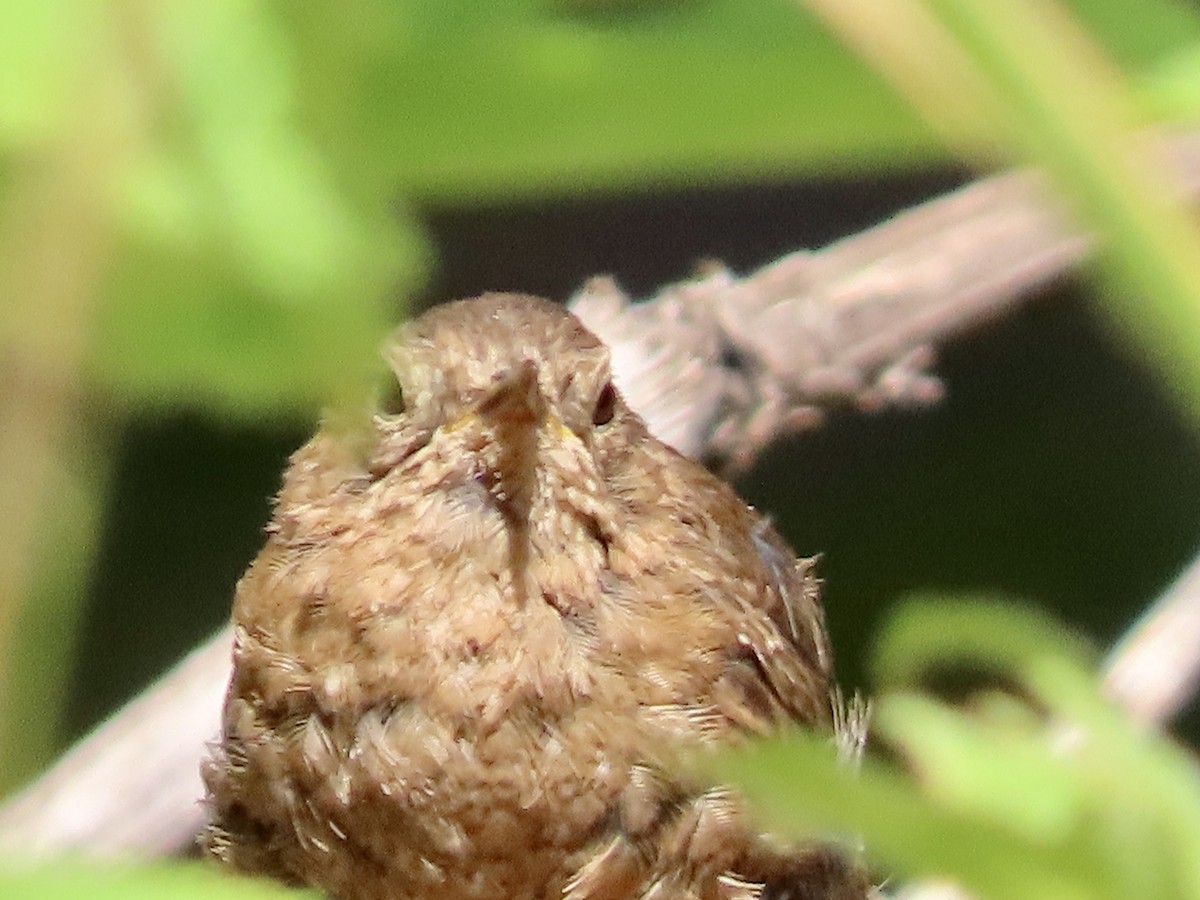 Pacific Wren - ML471700791