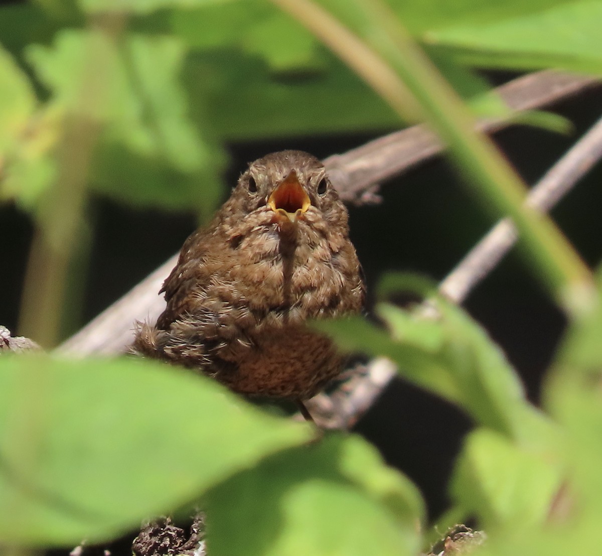 Pacific Wren - ML471700801