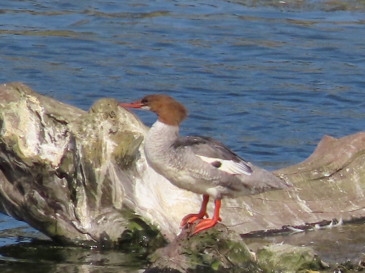 Common Merganser - ML471701381