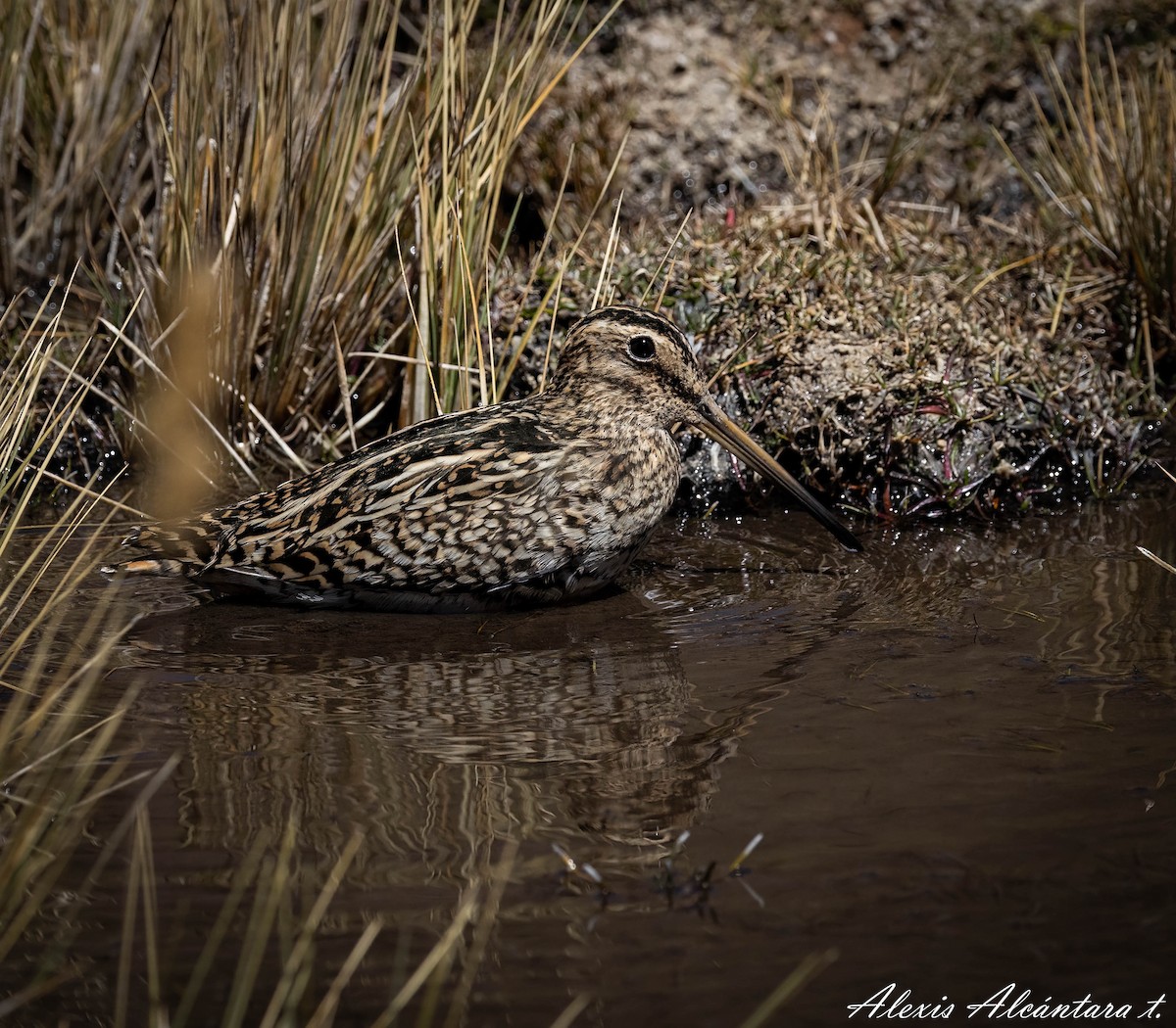 Puna Snipe - ALEXIS ALCANTARA