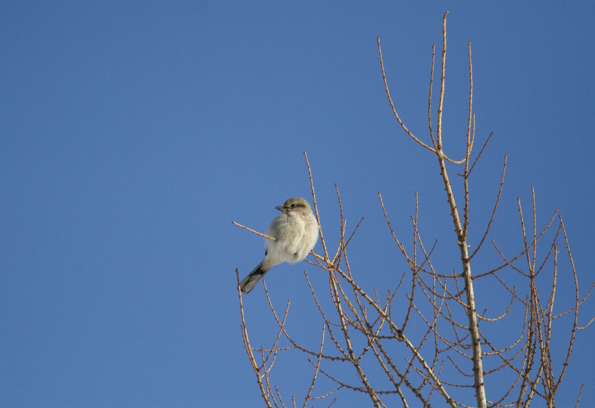 Northern Shrike - ML47170191