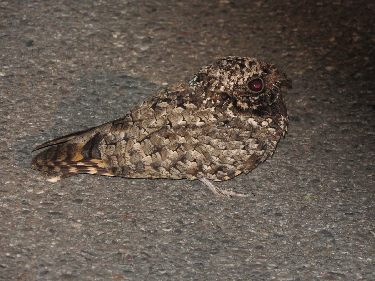 Common Poorwill - ML471703061