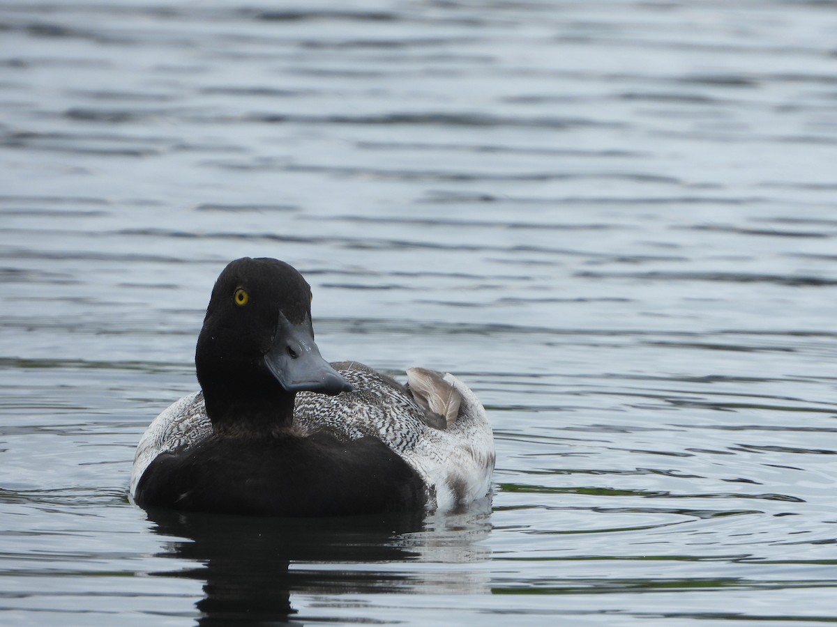 Lesser Scaup - Kellen Apuna