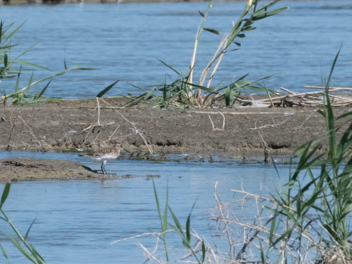 Baird's Sandpiper - ML471704661