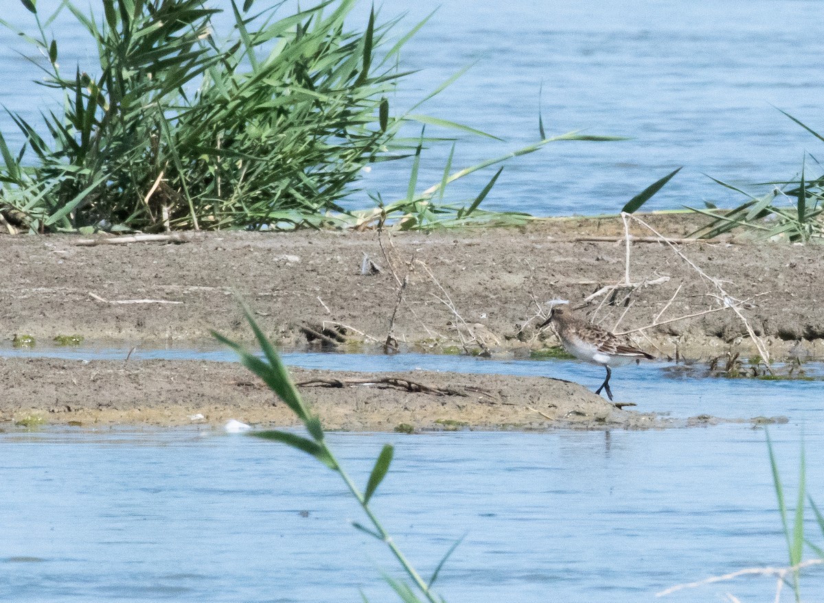 Baird's Sandpiper - ML471704831