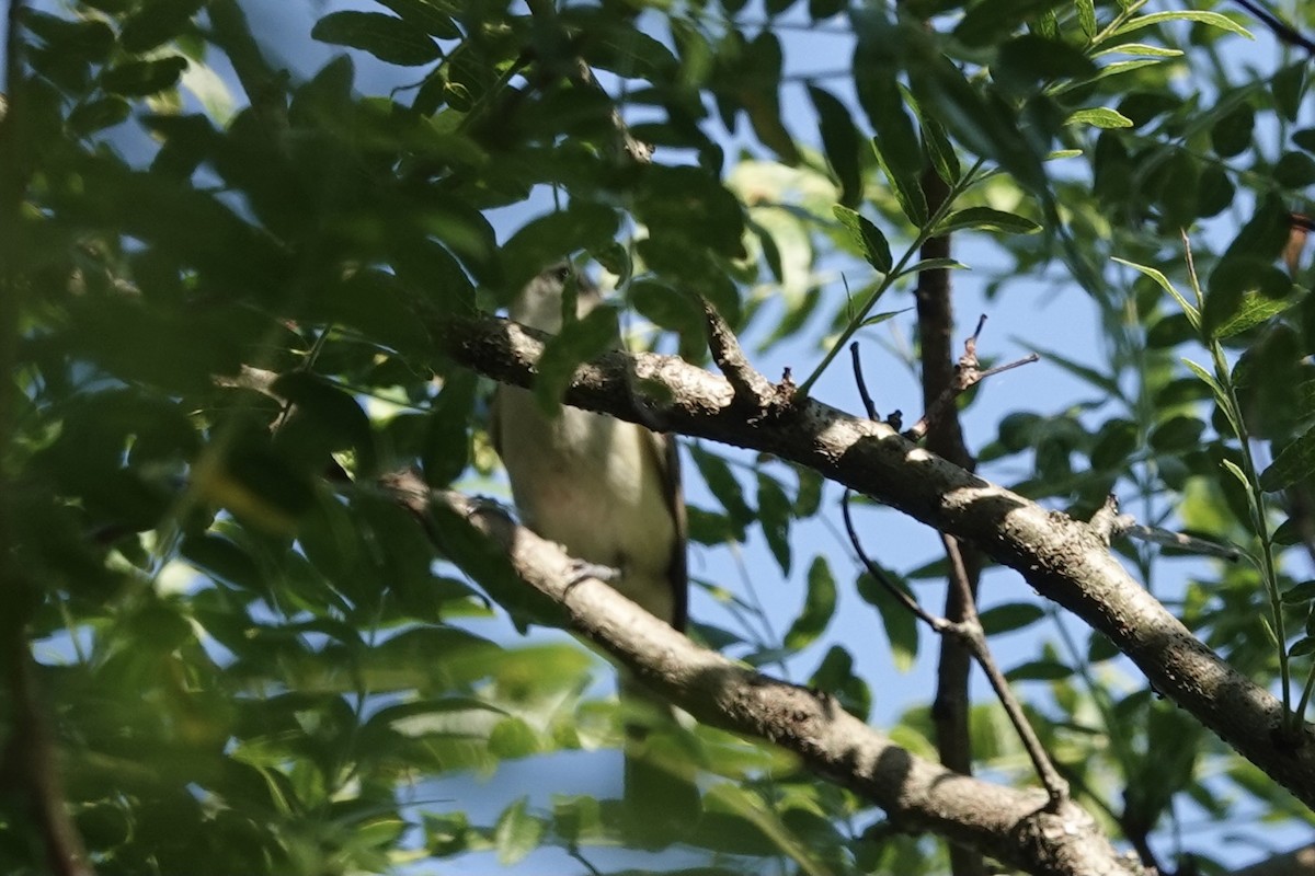 Warbling Vireo - ML471705471