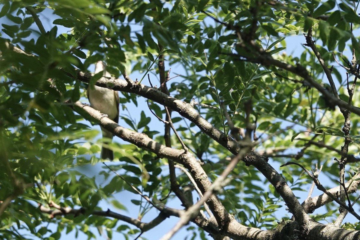 Warbling Vireo - ML471706231