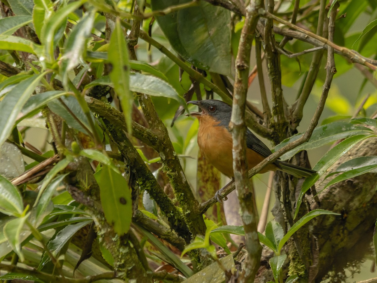 Rufous-crested Tanager - Christiana Fattorelli