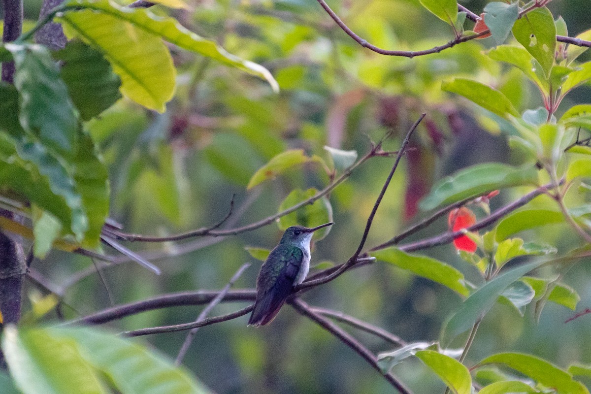 White-bellied Emerald - ML471707701