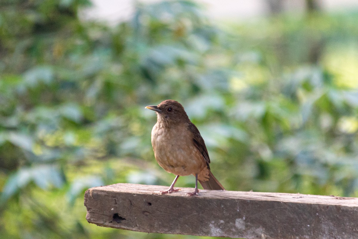 Clay-colored Thrush - ML471708821