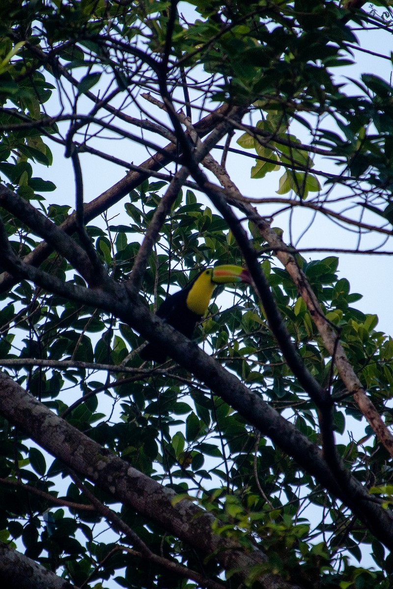 Keel-billed Toucan - Jezreel Barac Rivadeneyra Fiscal