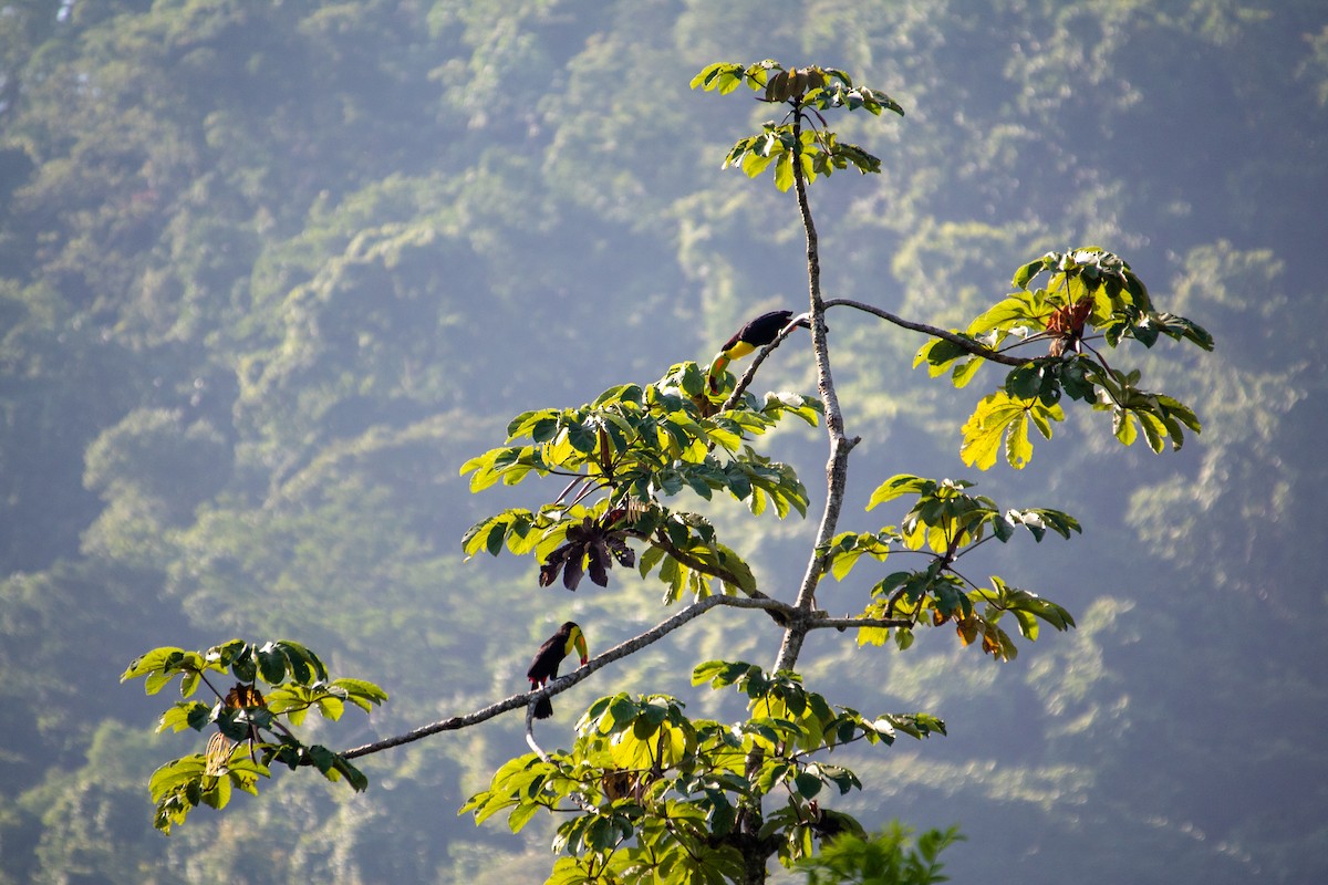 Keel-billed Toucan - ML471709651