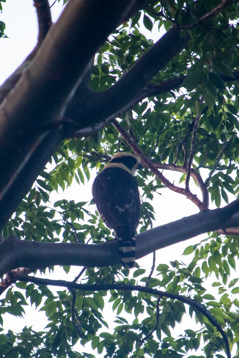 Laughing Falcon - ML471709781