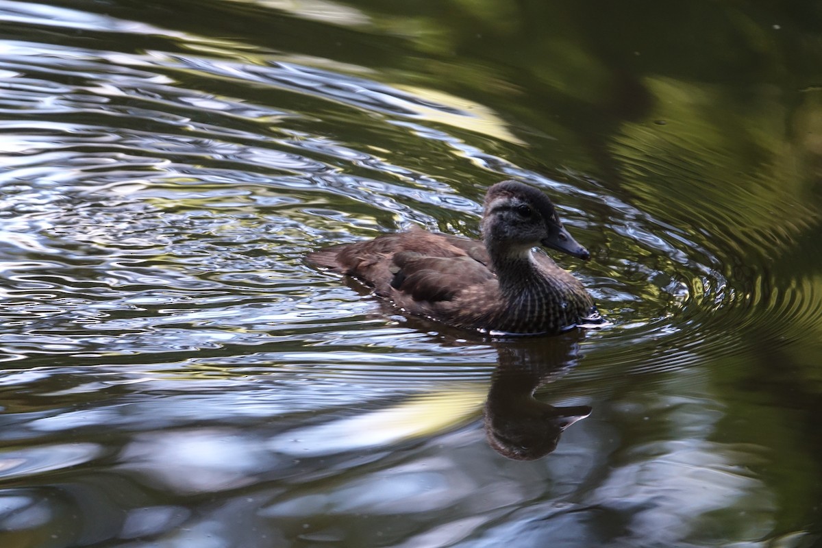 Wood Duck - ML471710621