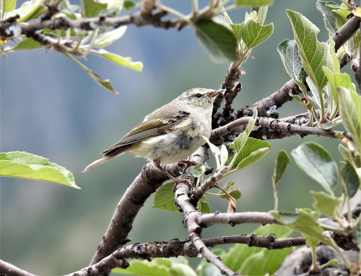 Greenish Warbler - ML471711961