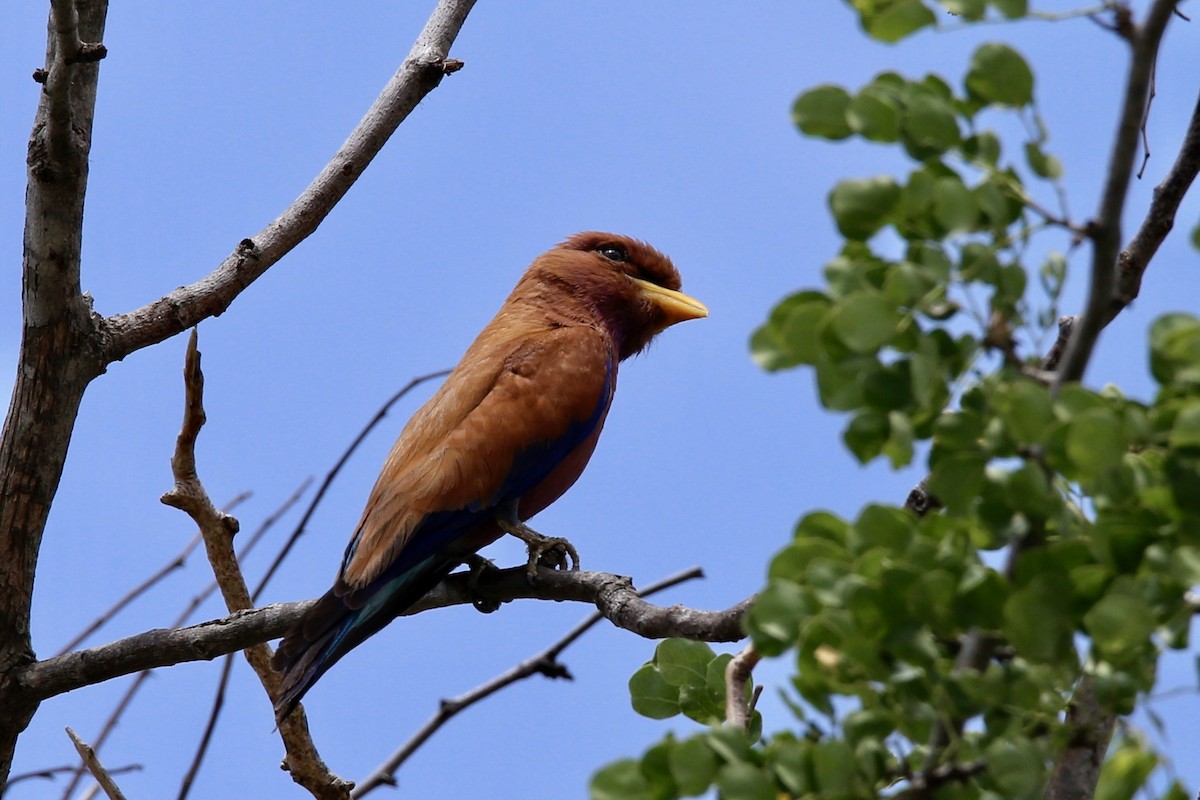 Broad-billed Roller - ML471712511