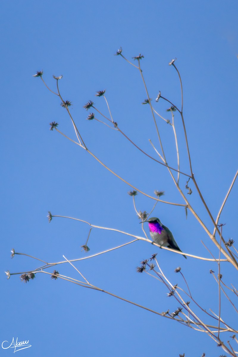 Lucifer Hummingbird - ML471713961