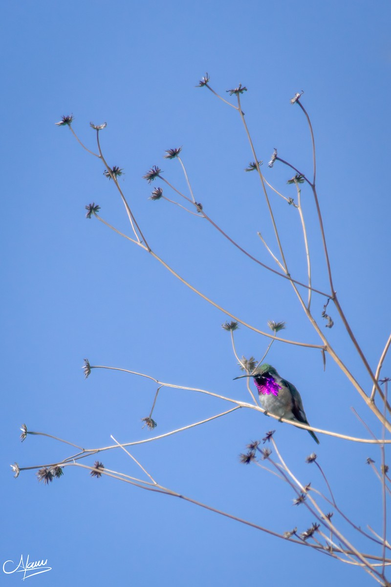 Lucifer Hummingbird - ML471713971