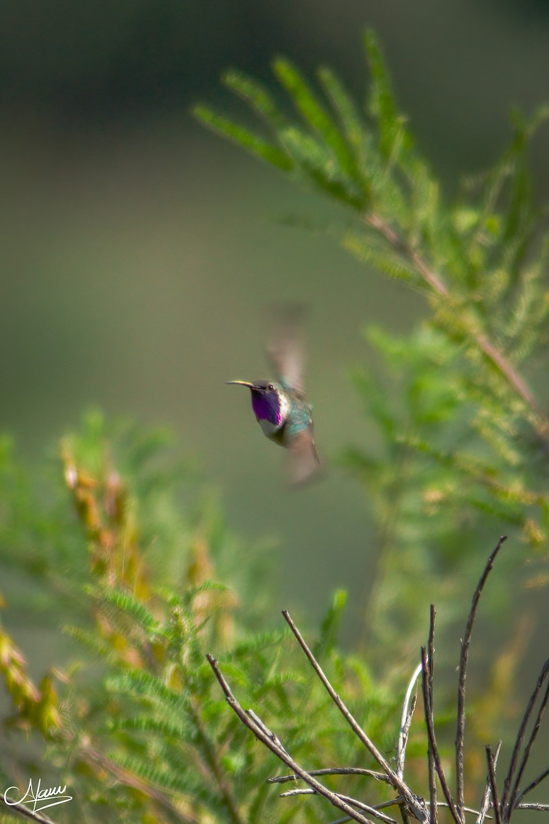 Lucifer Hummingbird - ML471713981