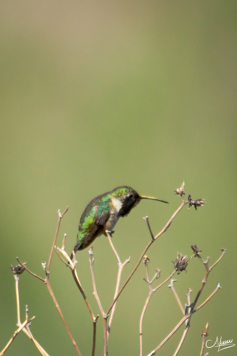 Lucifer Hummingbird - ML471714051