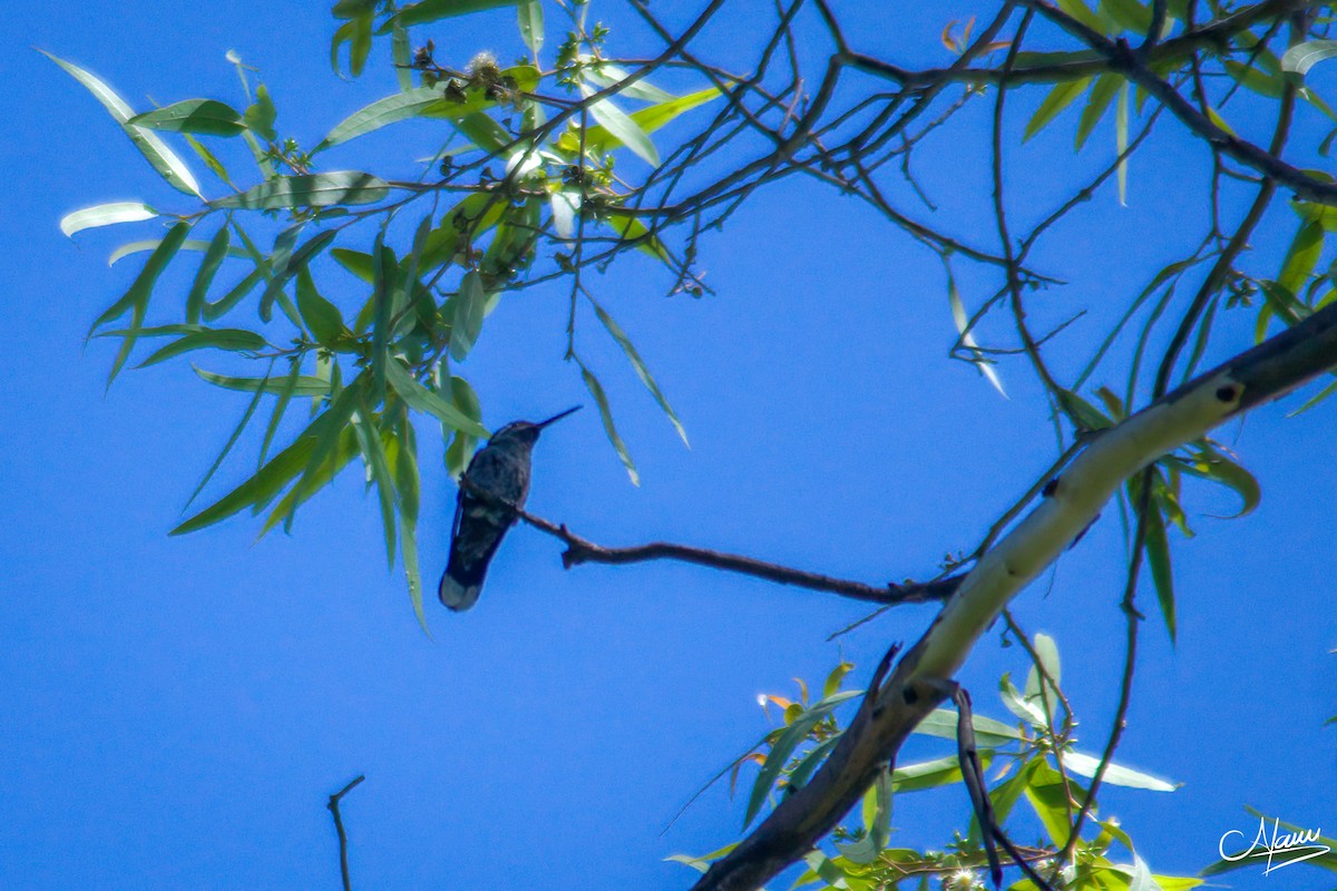 Colibrí Gorjiazul - ML471717541