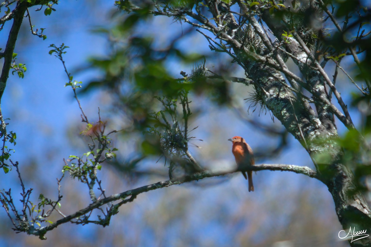 Hepatic Tanager - ML471717601