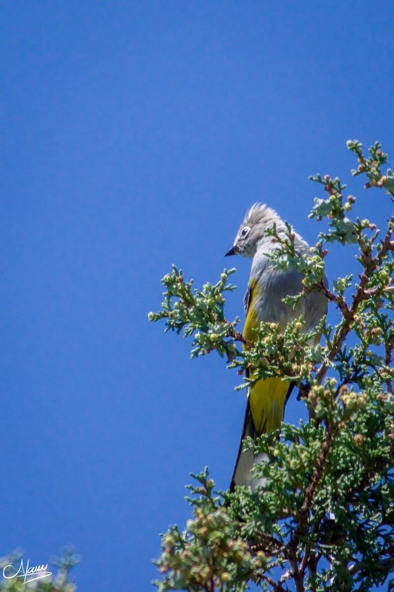 Gray Silky-flycatcher - ML471717621