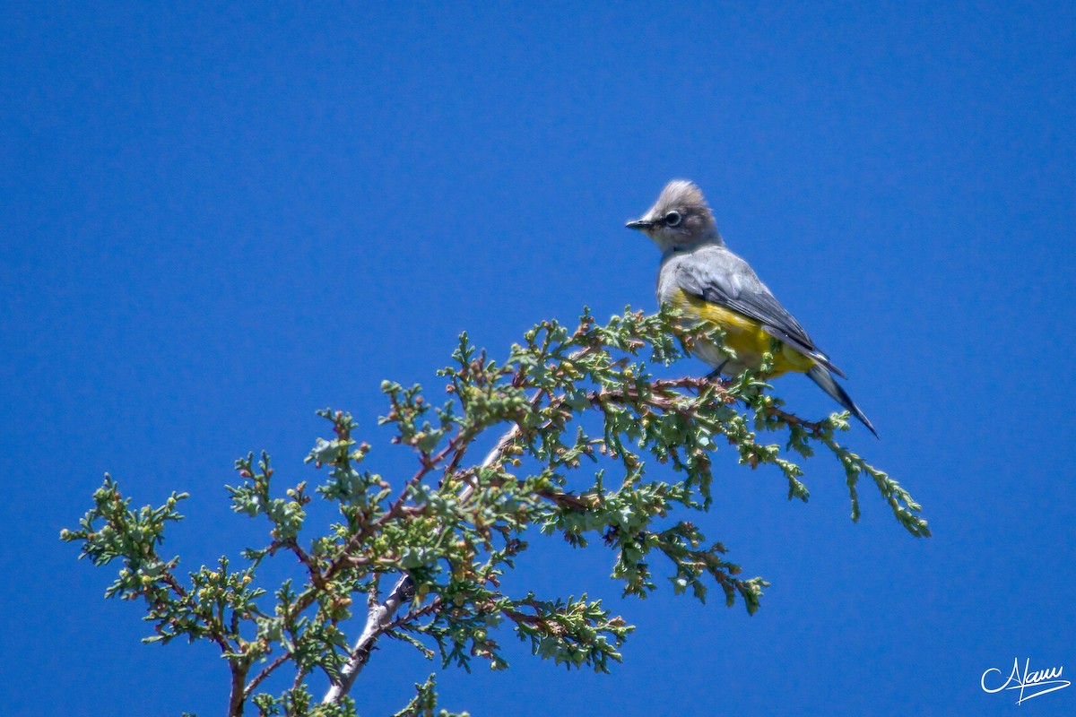 Gray Silky-flycatcher - ML471717641