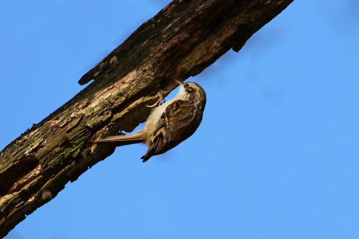 Short-toed Treecreeper - ML471717701