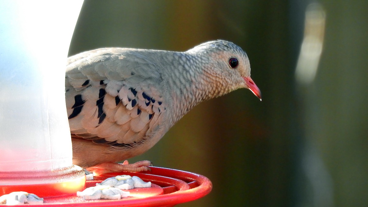 Common Ground Dove - Steve Raduns