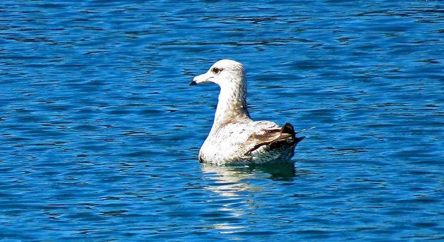 California Gull - ML47171941