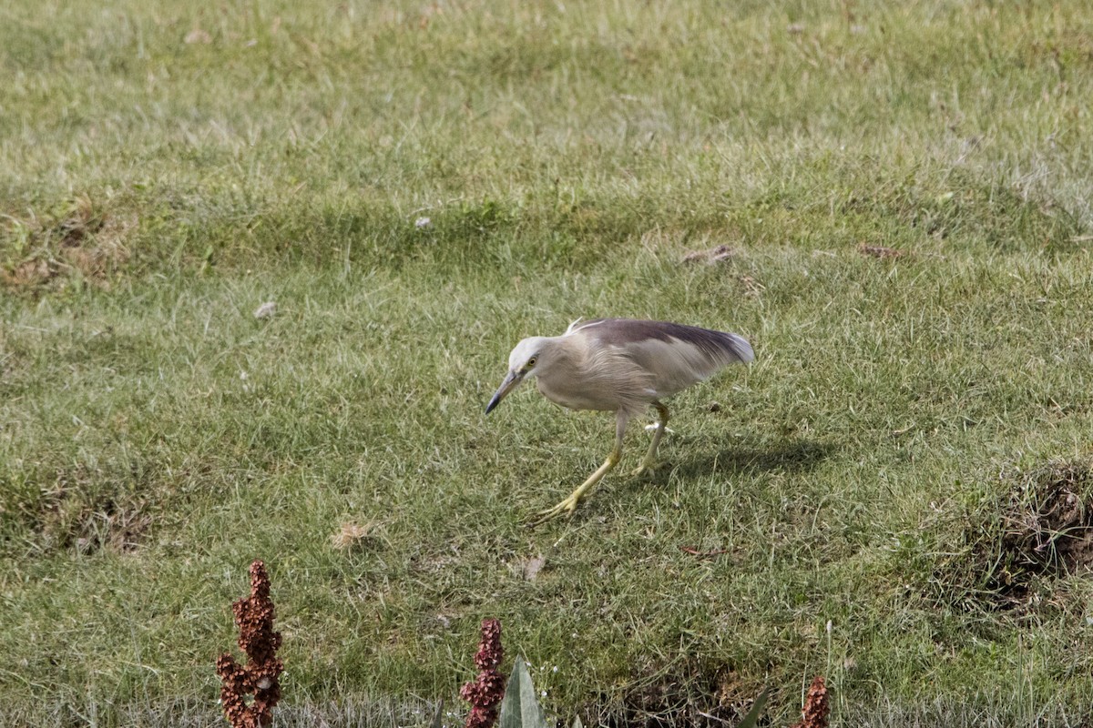 Indian Pond-Heron - ML471720191