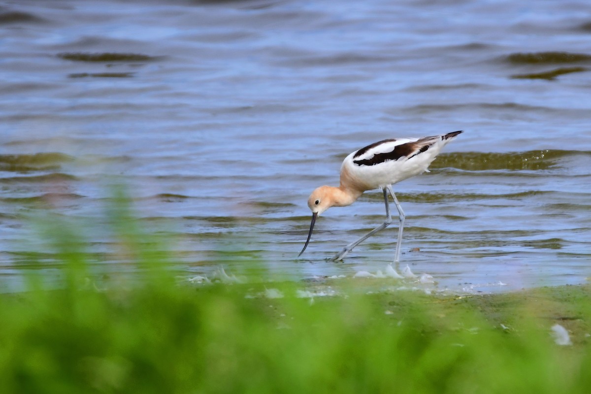 American Avocet - ML471720931